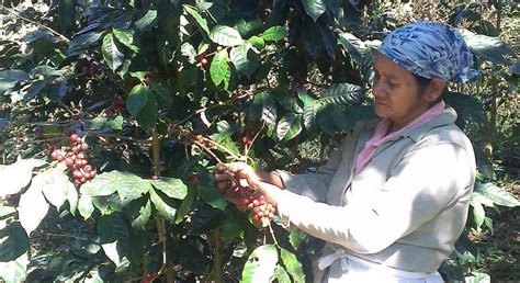 Jefe del estado, religión, población. Ruta de Las Flores Tour - San Salvador | FREETOUR.com