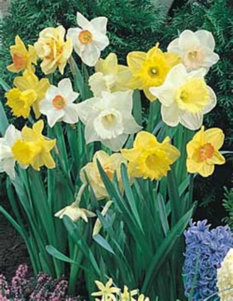 Check out five of our favourite bulbs flowering in december, including blooms for christmas scent. Bulbs Direct - flowering bulbs - Australia wide mail order ...