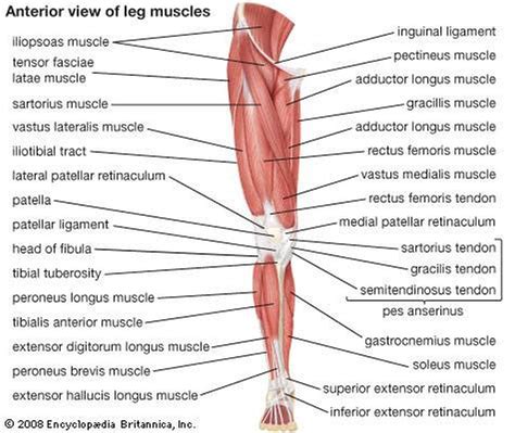 There are three muscles in this group whose names start with the word, adductor. Pictures Of Anterior Leg Muscles