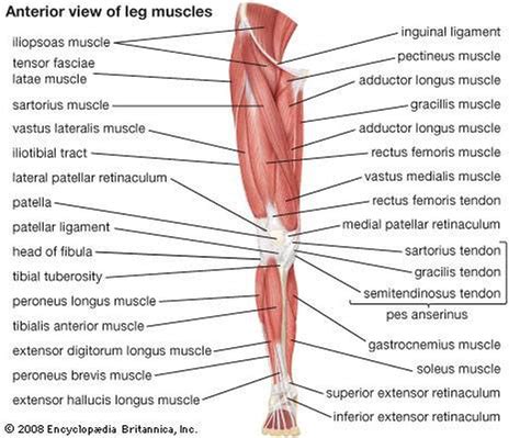 See the official 2016 list here: Pictures Of Anterior Leg Muscles