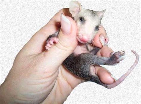 This will aid in helping it revert to its true wild nature after being weaned. Raising Orphaned Opossums | Baby opossum, Baby possum, Opossum