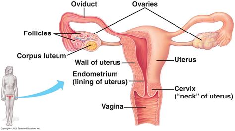 Beautiful light blue menstrual cycle graphic. Female Reproductive System Anterior View In Detailed