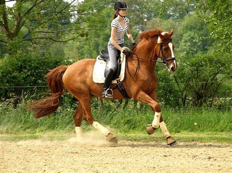 Das pferd setzt nacheinander mit einem vorderbein, einem diagonalen beinpaar und einem. Martini & Alina im Galopp Foto & Bild | tiere, haustiere ...