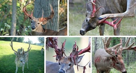 No deer are harmed in the harvest of the velvet, read more here. 10 Awesome Photos of Deer Shedding Their Velvet ⋆ Outdoor ...