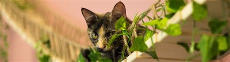 Eat, drink, play, and adopt the newest member of your. Tallahassee Cat Cafe