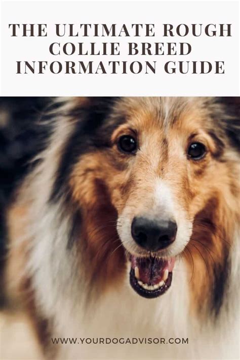 Watch rough bb breeding online on youporngay.com. The Ultimate Rough Collie Breed Information Guide | Your ...