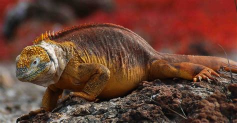 Fauna de las islas galápagos. Galapagos Islands: Darwin Inspiration - PRE-TEND Be ...