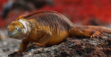 Fauna de las islas galápagos. Galapagos Islands: Darwin Inspiration - PRE-TEND Be ...