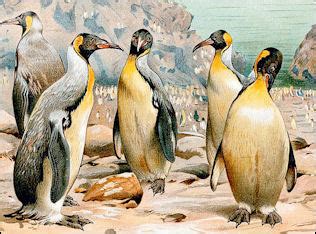 How many elements make up the continent of teyvat? PENGUINS | Facts and Details