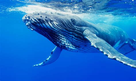 Baleen whales able to swallow busload of water in a single gul. Baleen Whales: All you need to know about them...