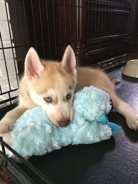 We did not find results for: Husky puppy with toy. Puppy love. 2 month old husky puppy ...