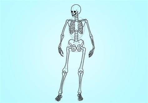 Sebab, rangka manusia bisa memberikan dukungan untuk struktur tubuh secara keseluruhan dan membuat organ dalam tetap berada di tempatnya.sebagai contoh, tulang belakang, tulang pinggul dan tulang kaki, akan bekerja. √ Penjelasan dan Fungsi Bagian Rangka Pada Manusia