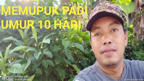 Cara memperbesar alat vital dengan daun jarak. Cara memupuk padi - YouTube