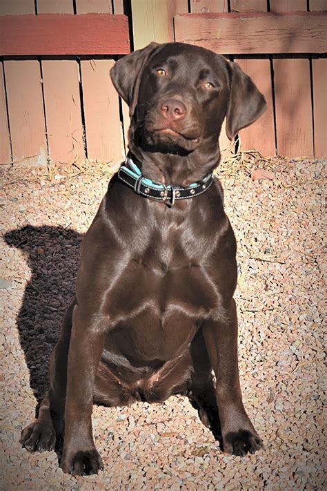 Our puppies are bred for calm demeanors who will be great pets and will also have great show and field potential. Lab Puppies For Adoption Tulsa - Puppy And Pets