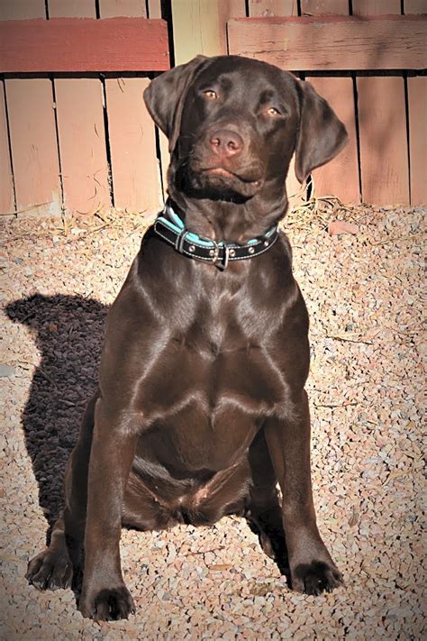 Find the perfect labrador retriever puppy for sale in iowa, ia at puppyfind.com. Lab Puppies For Adoption Tulsa - Puppy And Pets