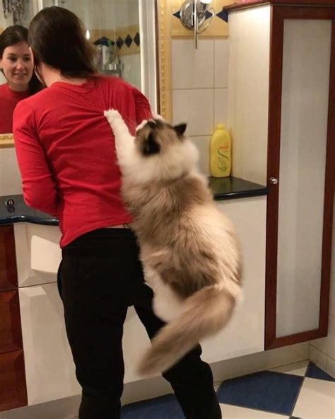 If you have a cat and he/she is getting hiccups for very long i recommend hair ball remedy if you suspect hairballs. Giant Ragdoll Cat Uses Her Human As a Cat Tree | Cats ...