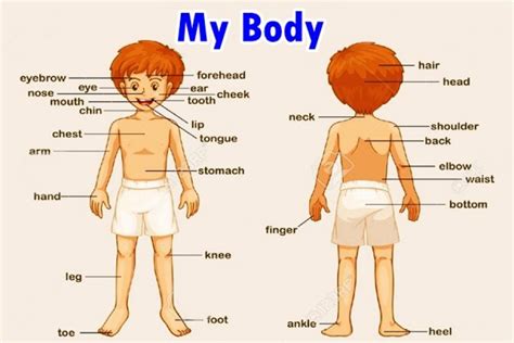 Kamu ingin tahu gimana cara memberi semangat dalam bahasa inggris? Kosakata Bahasa Inggris Anggota Tubuh Beserta Gambar dan ...