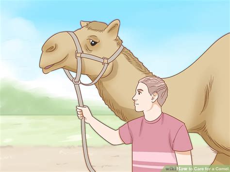 It's easier to make friends than to keep them. How to Care for a Camel (with Pictures) - wikiHow