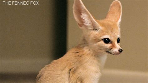 Can she lock me out of my apartment?answer. Petition · Texas Wildlife: Make Fennec Foxes Legal to Own ...