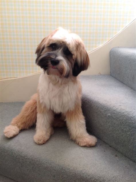 Check spelling or type a new query. Pin on Puppies