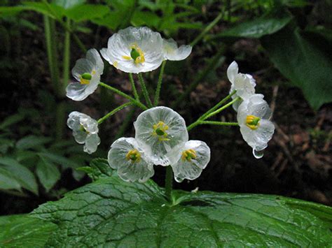 Le dew (3) le lis (1) le petit trou (4) Flores de transparência - Bem Legaus