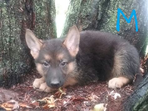 Stunning german shepherd pups for sale. German Shepherd Puppies For Sale | Pine River, MN #310655