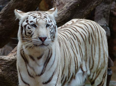 The white tiger movie free online. Free Images - white bengal tiger tiger 12