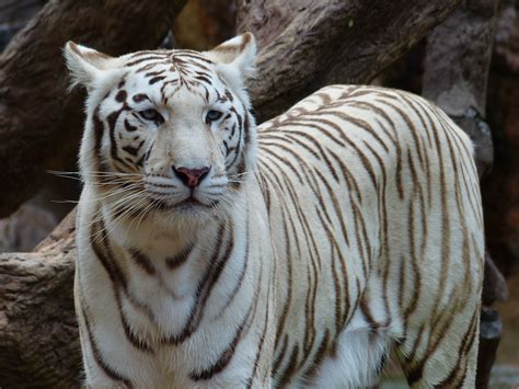 The white tiger movie free online. Free Images - white bengal tiger tiger 12