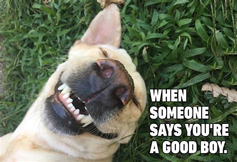 He charged one and let the other one off. Puppy jokes one liners. 42 Funny One Liner Jokes