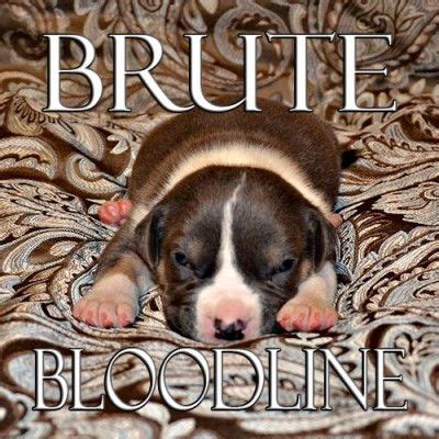 American xl pitbull bully puppies for sale crump's bullies can ship our top quality tri, blue, champagne, black, and white xl american bully puppies to the magnificent country worldwide xxl merle pitbulls & xl american bully puppies worldwide crump's will work with our puppy owners. BRUTE BLOODLINE TRI COLOR XL & POCKET BULLY PITBULL ...