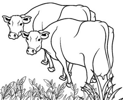 1) if you have javascript enabled you can click the print link in the top half of the page and it will automatically print the coloring page only and ignore the advertising and navigation at the top of the page. 30 Free Cow Coloring Pages Printable