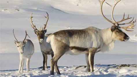 Tout démarre en 1995, il y a plus de 20 ans ! Un bébé renne blanc, très rare, photographié en Norvège