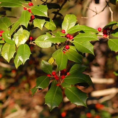 When you buy american holly tree online, plant it somewhere in your landscape that receives full sun to part shade. Buy American Holly (Ilex Opaca) 15+ seeds online :: Seeds ...