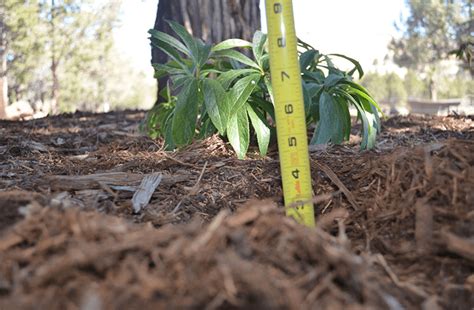 Check spelling or type a new query. How much mulch do I need to order? Use These 4 Steps to ...