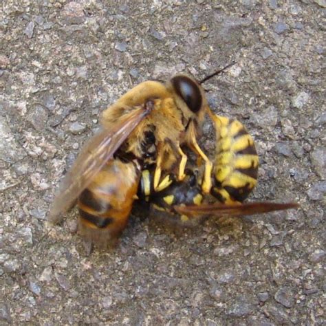 The asian giant hornet could also find suitable habitat throughout the eastern seaboard and populous parts of africa, australia, europe, and south no one has done this before for this species. a wide range of suitable habitats. German Wasp Preying on Honey Bees