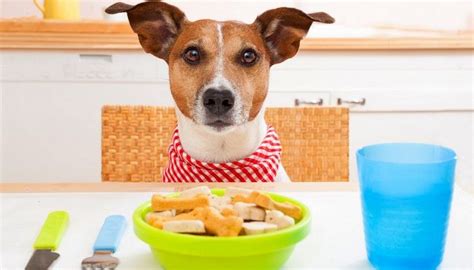 Use his food as a reward for receiving the shot. Benefits of Feeding Dogs Homemade Dog Food - Top Dog Tips ...