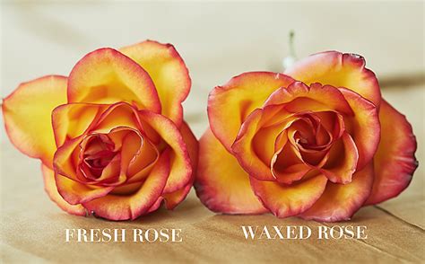 Fresh flowers dipped in wax for preservation. How To Preserve Roses With Wax Video Instructions | The ...