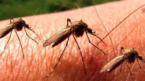 West nile virus (wnv) is a mosquito borne virus that can cause severe illness including encephalitis (swelling of the brain) and can sometimes result in . Primul caz de infectare cu virusul West Nile a fost ...