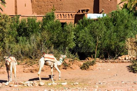 To own a camel, is a sign that you will possess rich mining property. Two White Camels With Cute Faces Are Resting On The Gray ...