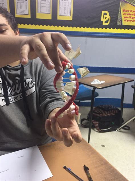 Each amino acid is delivered to the ribosome by a transfer rna molecule depending on the code in the messenger rna. Chapter 8 From DNA to Proteins - MARLER'S SCIENCE SPARK