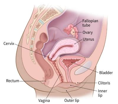 This is a vagina where the labia minora (inner lips) extend out past the labia majora (outer lips) while this is the least common, it is the way that majority of people assume that vaginas should look. Cancer, Sex, and the Female Body