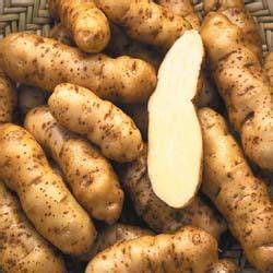 An old favorite fingerling variety. Makah Ozette Potato Seed Available Again! | Food, Potatoes ...