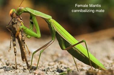 Praying mantis care / general questions: Mechanism