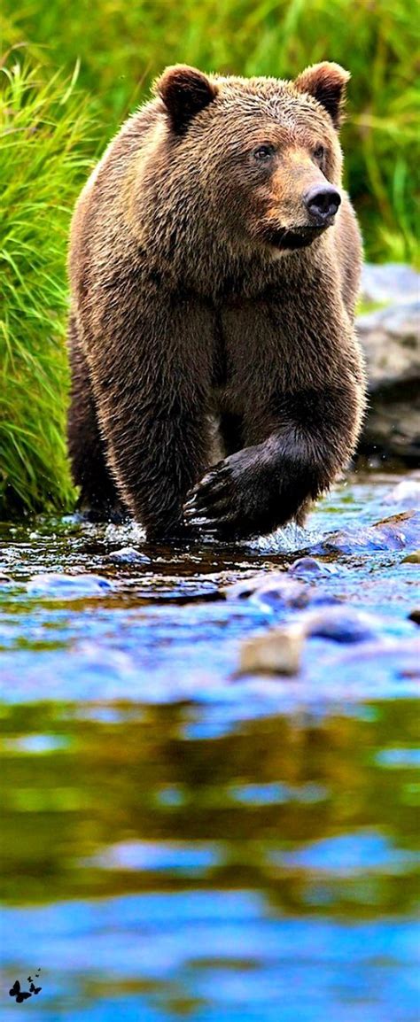 Grizzly bears have a bite force over 1200lbs the records dont show the full power but its well over 1200lbs. BEAR FACT: The bite of a grizzly bear can crush a bowling ...