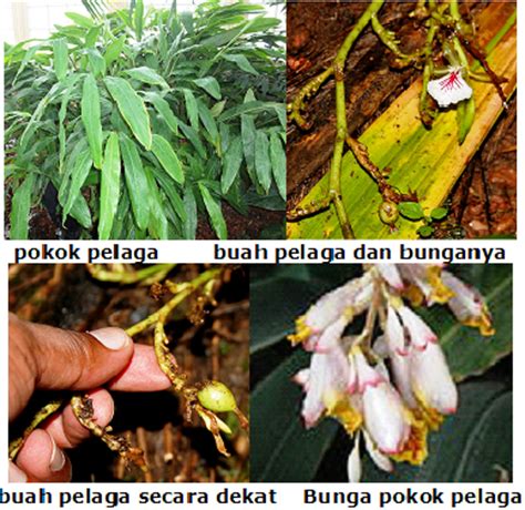 Check spelling or type a new query. Herba & Tumbuhan: KHASIAT BUAH PELAGA