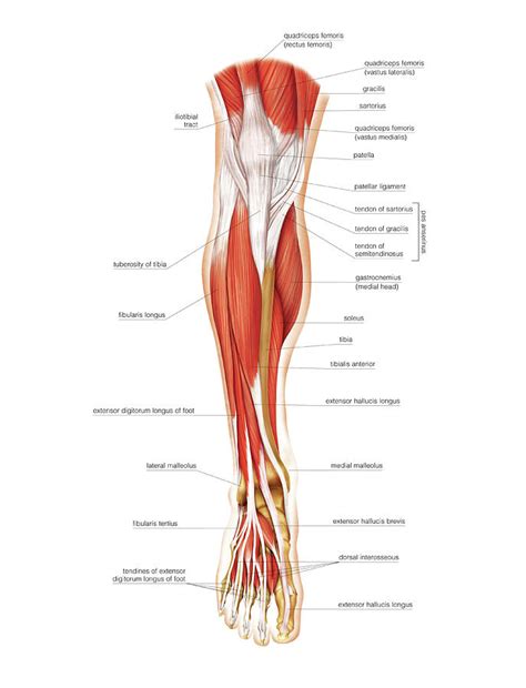 These names are derived from latin. Muscles Of The Leg And Foot Photograph by Asklepios ...