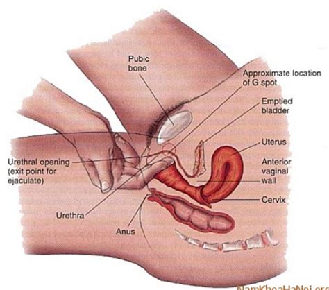 Banyak yang mengira bahwa air mani pria dan sperma adalah dua hal yang sama, padahal keduanya memiliki perbedaan mendasar. PENTING!! CARA MEMANCUTKAN AIR MANI ISTERI BERKALI-KALI ...