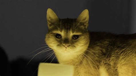 Was tun wenn katze ins bett pinkelt. ᐅ Katze pinkelt in ...