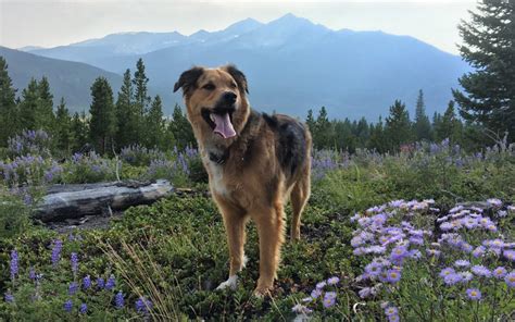 Why look for pet friendly hotels in asheville when these fabulous vacation rentals are available? Porter's Success Story | Mountain Pet Rescue Website