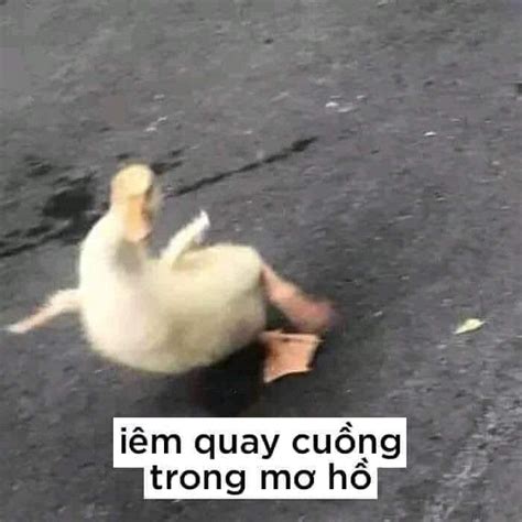 Trend đổi avatar chú vịt vàng là gì? Em quay cuồng trong mơ hồ - vịt vàng té ngã - Ảnh chế meme